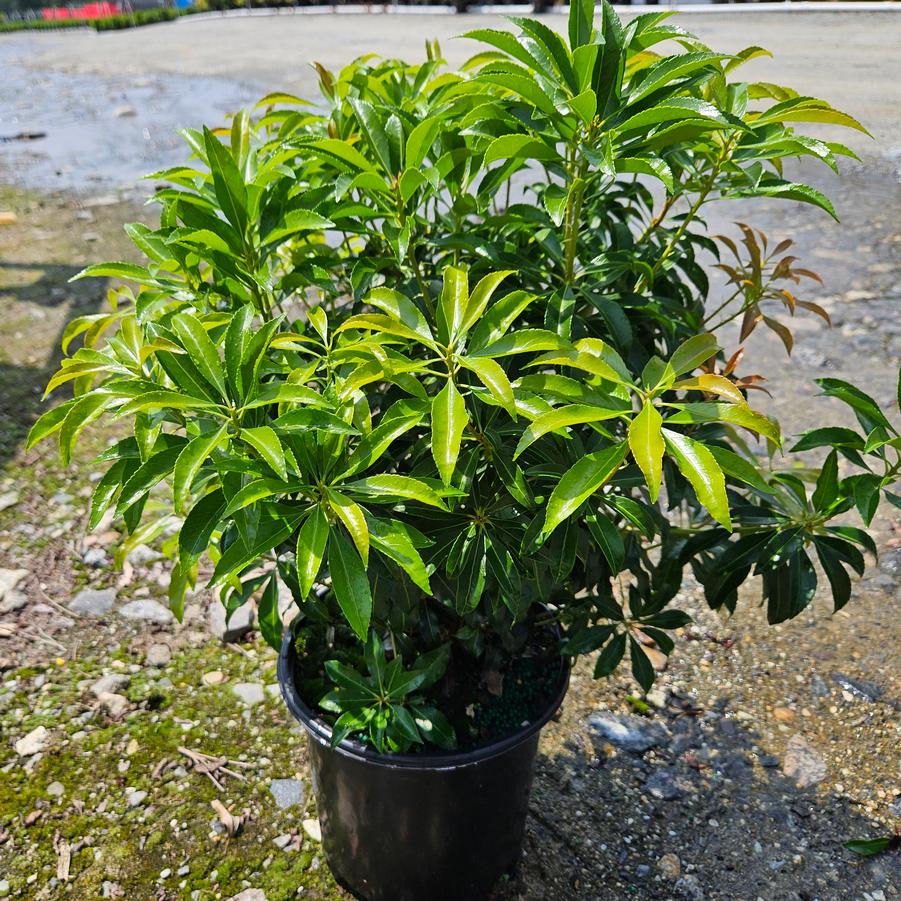 Pieris jap. 'Dorothy Wycoff'