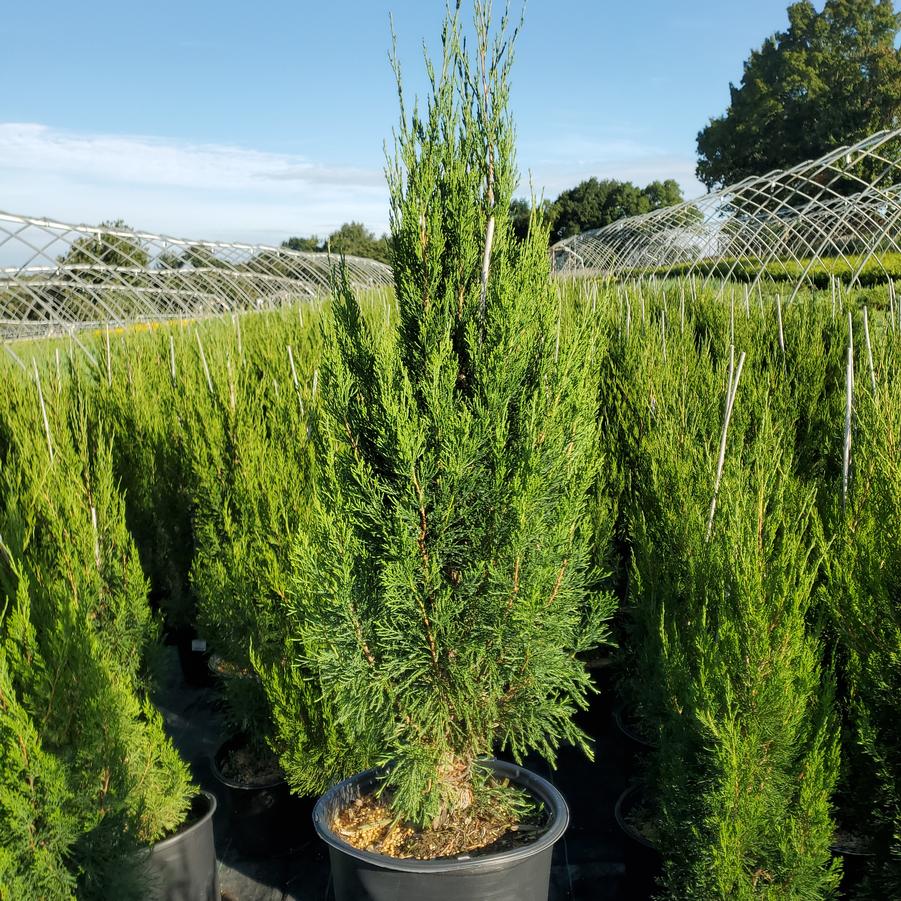 Juniperus chinensis 'Spartan'