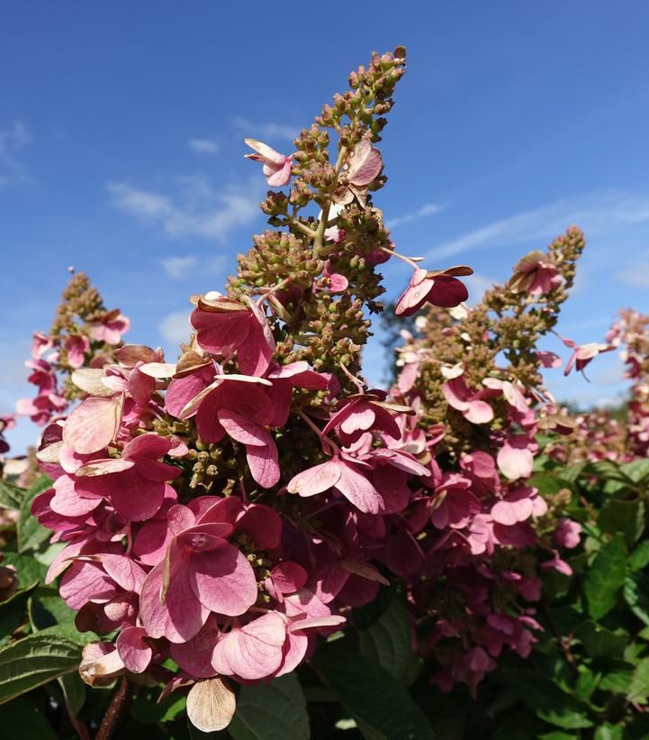 Hydrangea pan. Pinky Winky®