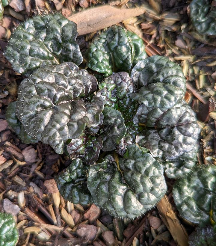 Ajuga pyramidalis Metalica Crispa