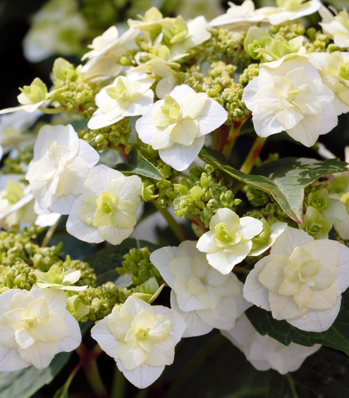 Hydrangea mac. Wedding Gown™