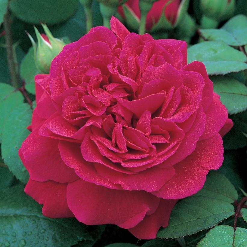 Rosa Tess of The d'Urbervilles®