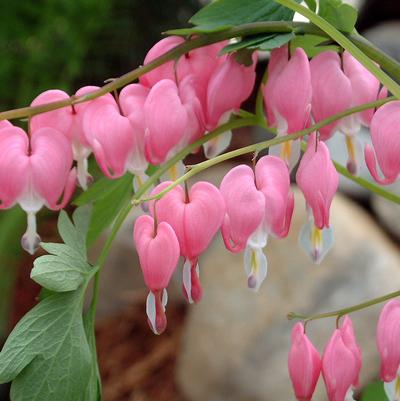 Dicentra spectabilis 