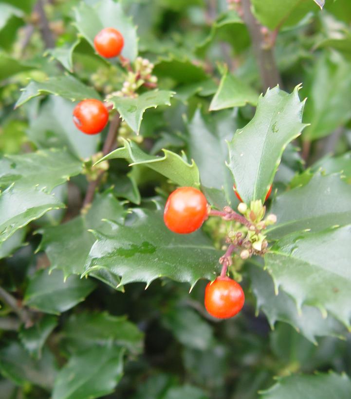 Ilex X meserveae 'Berryific'