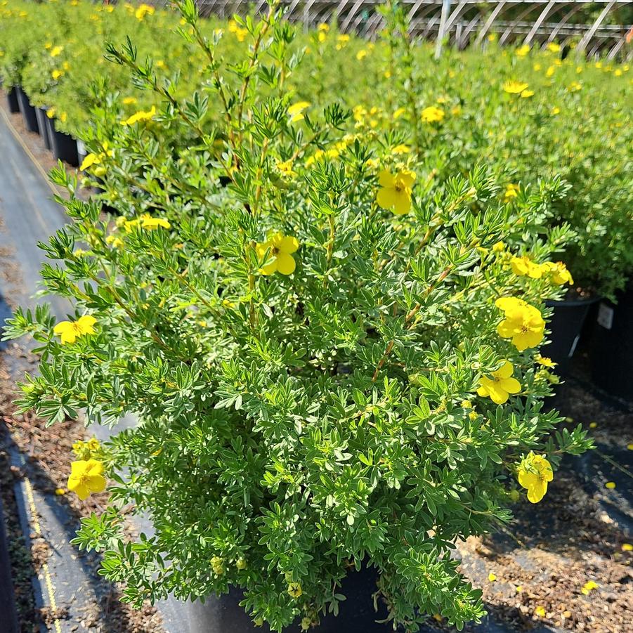 Potentilla fruticosa Goldfinger