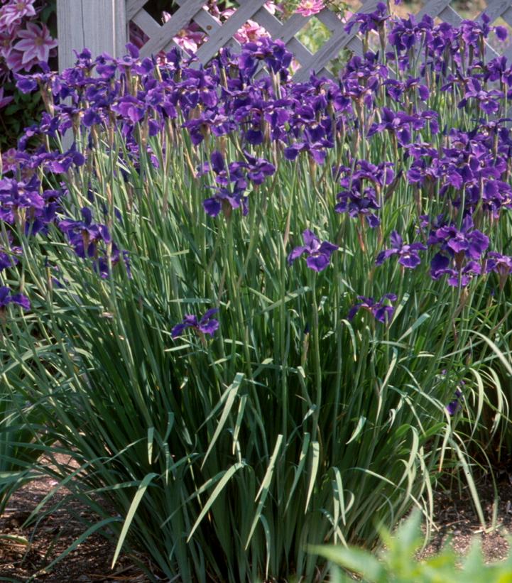 Iris sibirica Caesars Brother