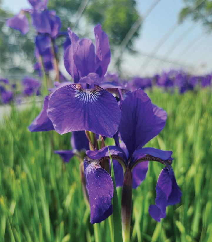 Iris sibirica Caesars Brother