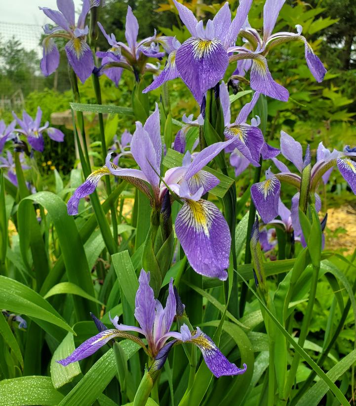 Iris versicolor 