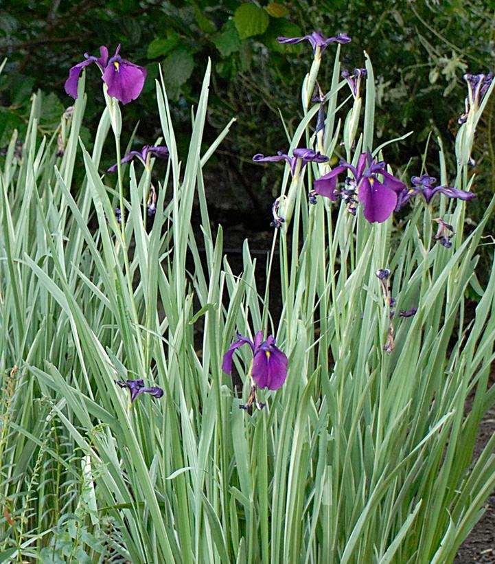 Iris ensata Variegata