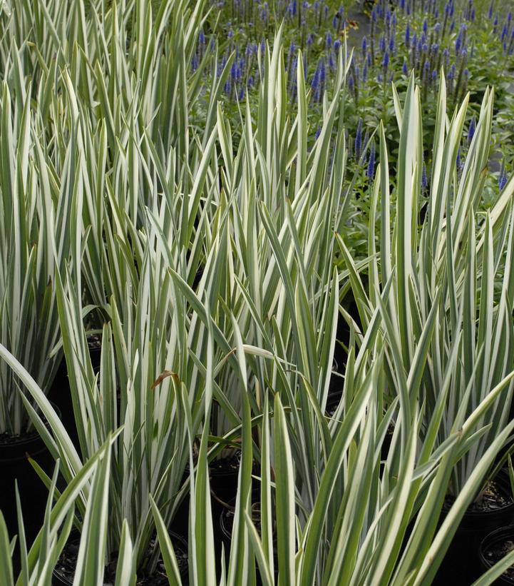 Iris ensata Variegata