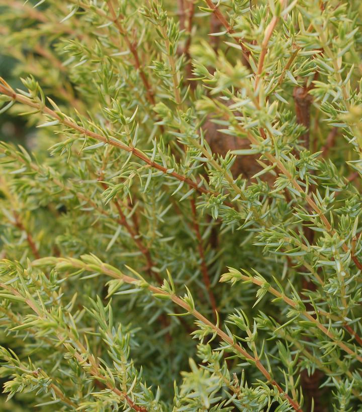 Juniperus communis Gold Cone