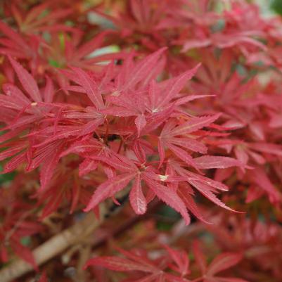 Acer palmatum Shaina