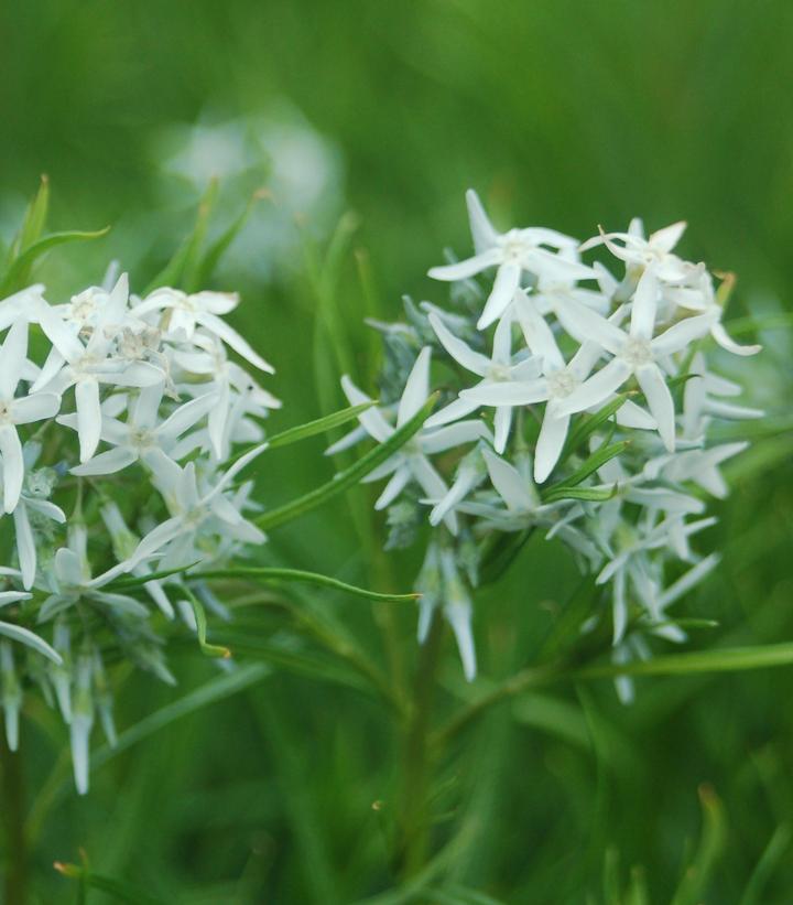 Amsonia hubrectii 