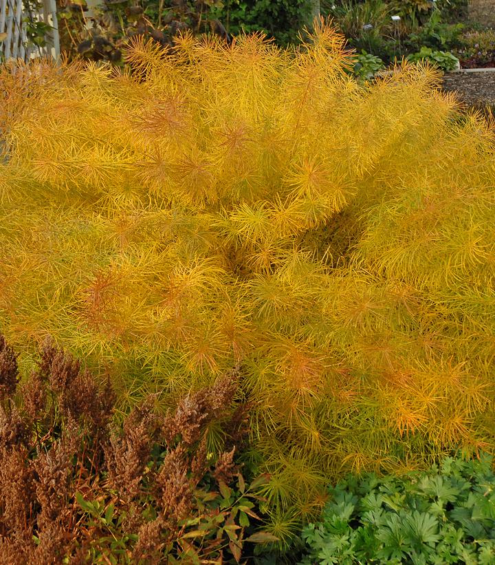 Amsonia hubrectii 