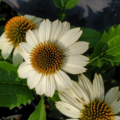 Echinacea Pow Wow® White