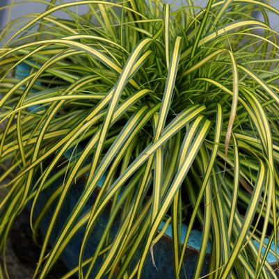 Carex oshimensis EverColor® 'Eversheen'