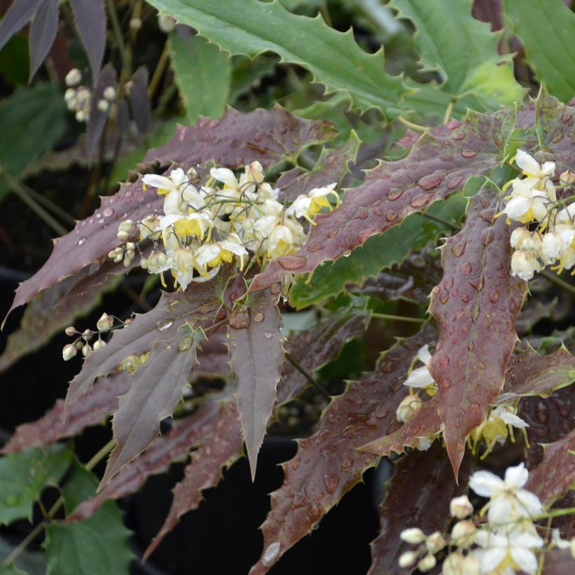 Epimedium wushanense 'Sandy Claws'