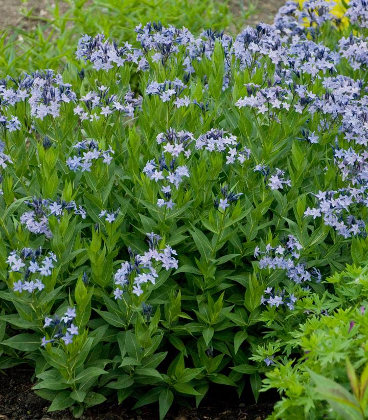 Amsonia tabernaemontana 'Blue Ice'