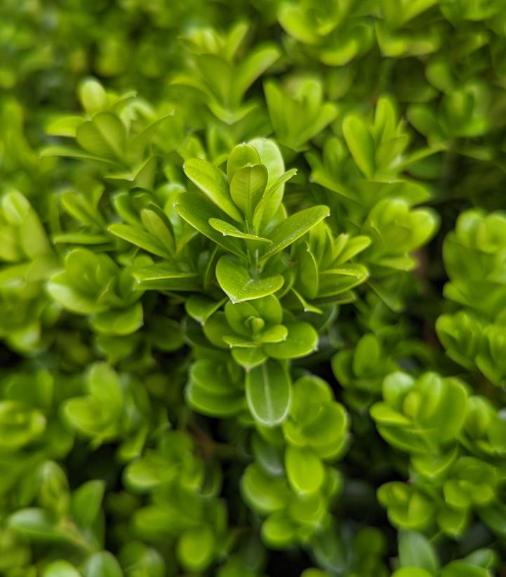 Buxus NewGen Independence®