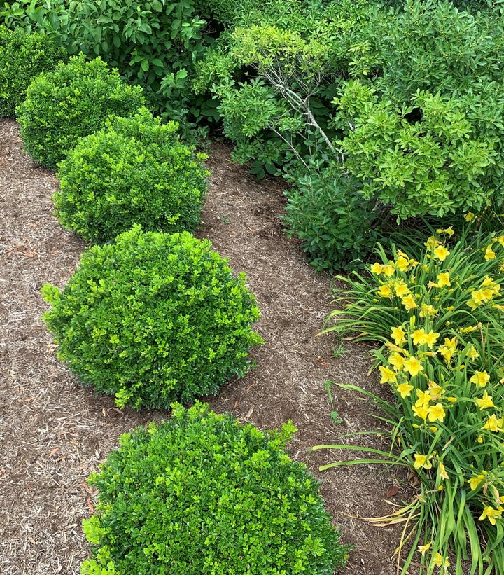 Buxus NewGen Independence®