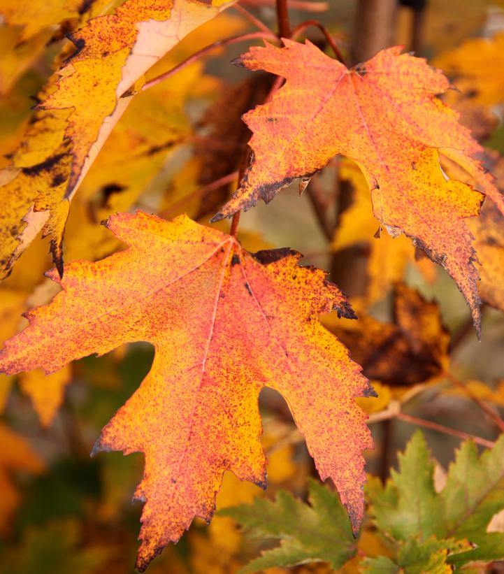 Acer rubrum Armstrong Gold®