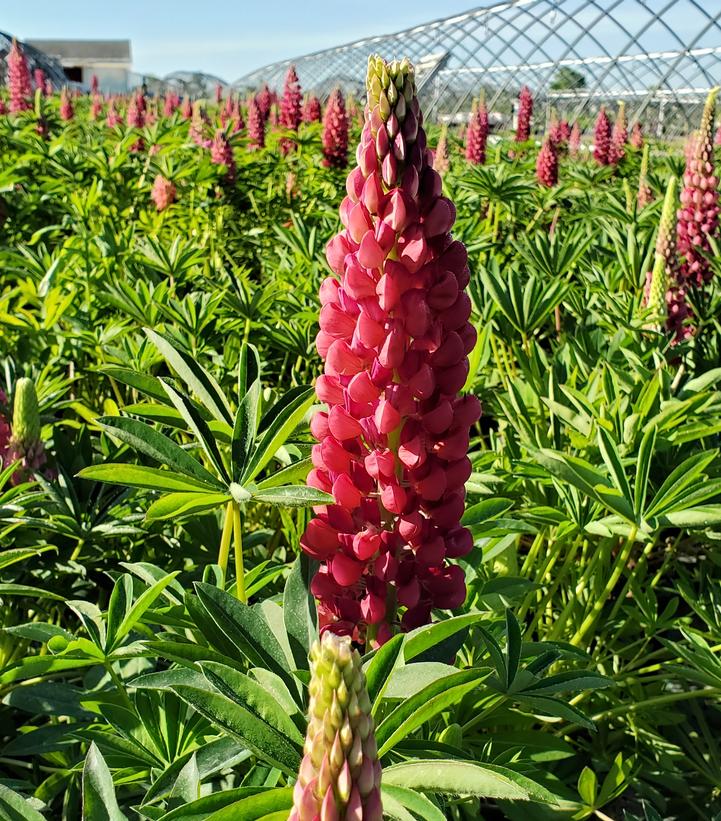 Lupinus Gallery Red