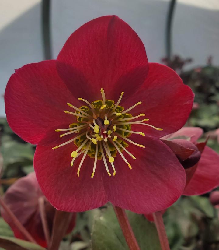 Helleborus x Frostkiss® Bayli's Blush®