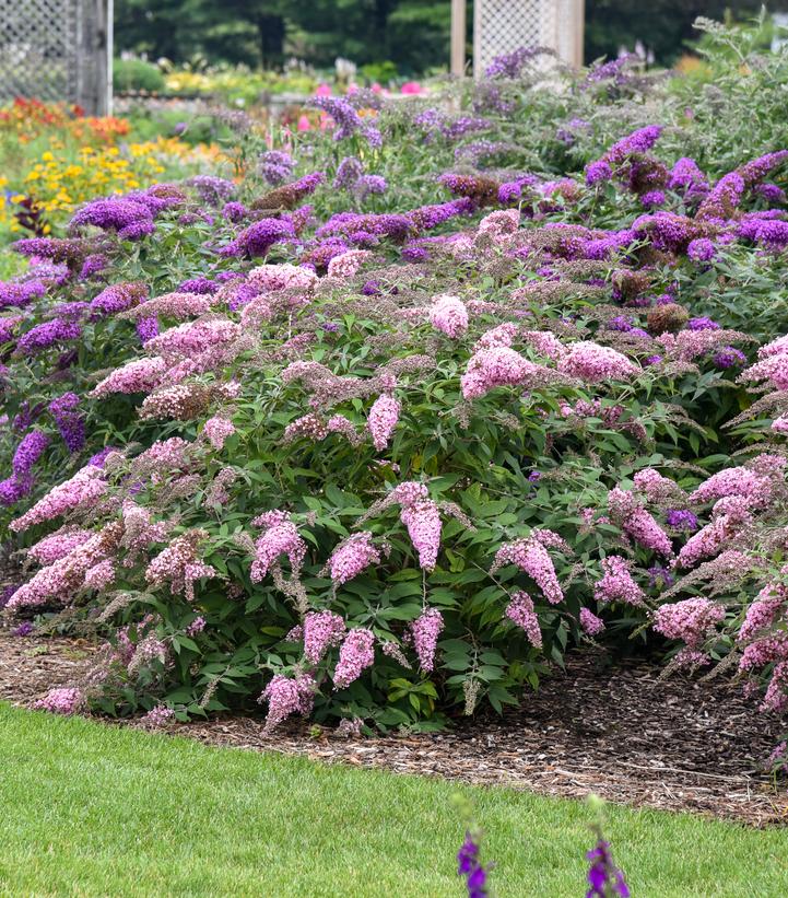 Buddleia davidii 'Pink Cascade'