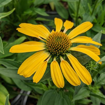 Echinacea hybrid Color Coded™ 'Yellow My Darling'