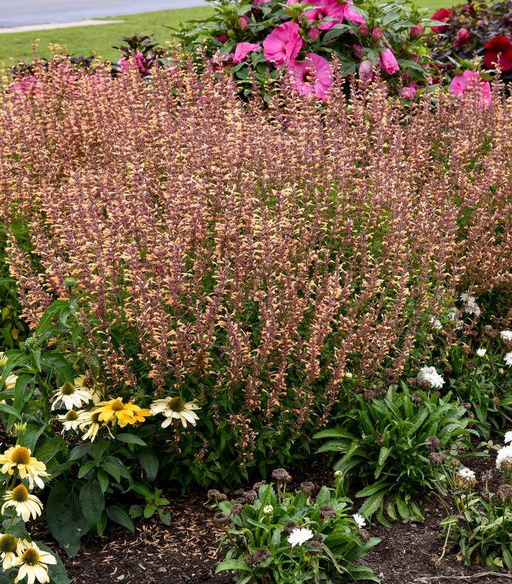 Agastache hybrid 'Queen Nectarine'