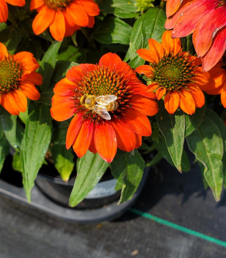 Echinacea Sombrero® Fiesta Orange