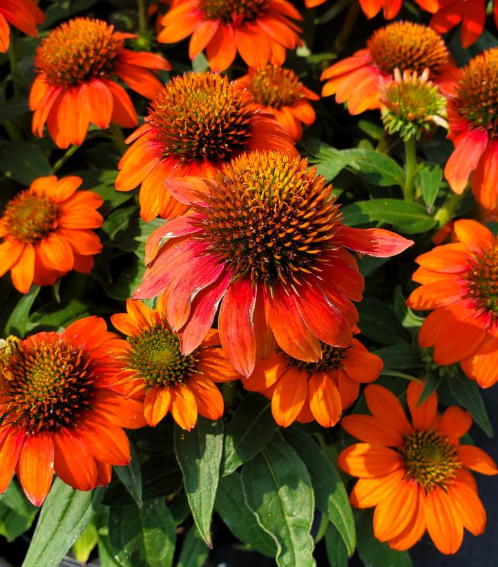 Echinacea Sombrero® Fiesta Orange