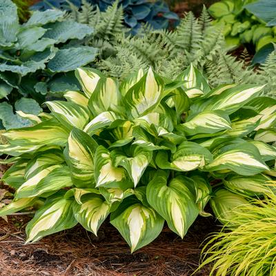 Hosta hybrid Shadowland® 'Miss America'