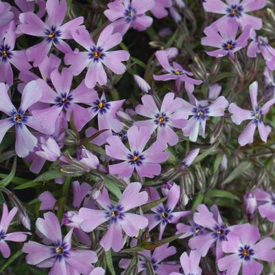 Phlox subulata Purple Beauty