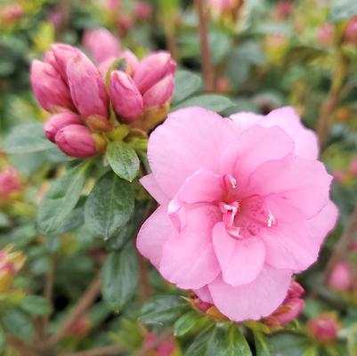 Azalea yeodoense var. poukhanense Pink