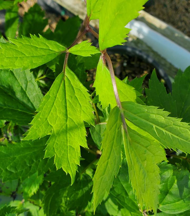 Actaea racemosa 