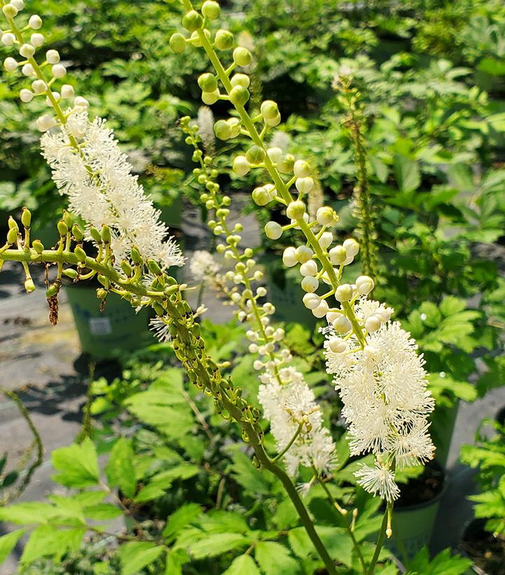 Actaea racemosa 