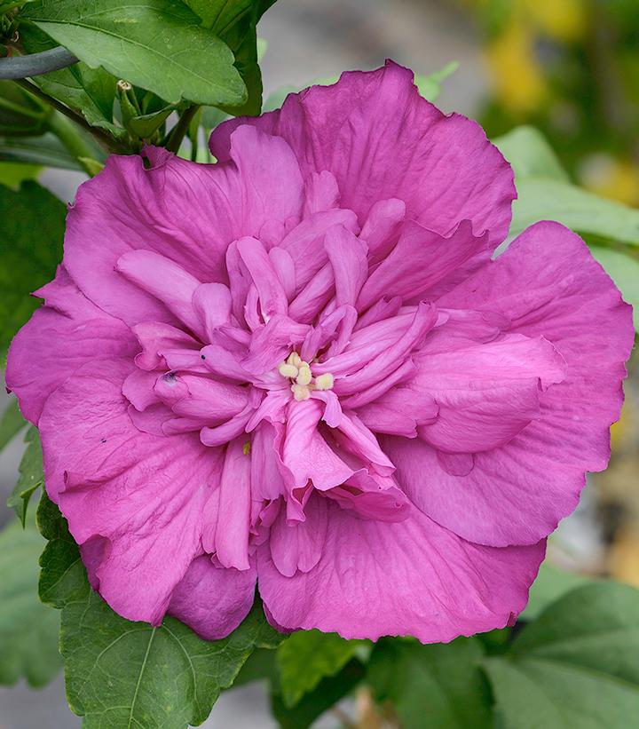 Hibiscus syriacus Magenta Chiffon®