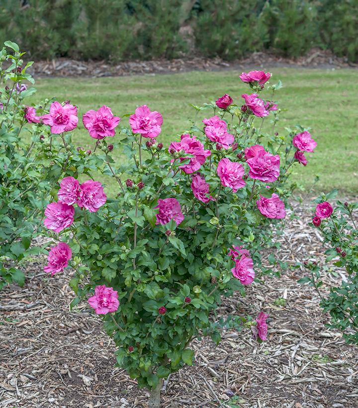 Hibiscus syriacus Magenta Chiffon®