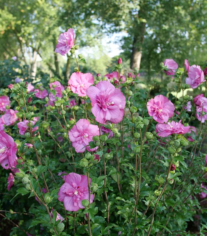 Hibiscus syriacus Magenta Chiffon®