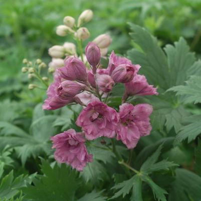 Delphinium New Zealand 'Pink Punch'