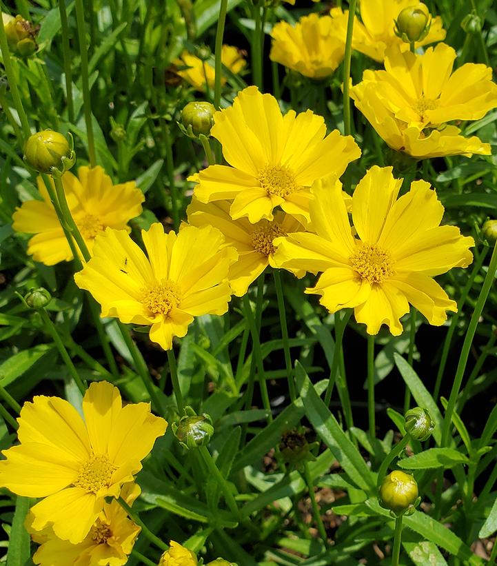 Coreopsis Li'l Bang™ 'Goldilocks'