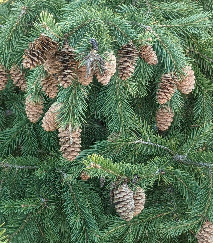 Picea glauca 'Densata'