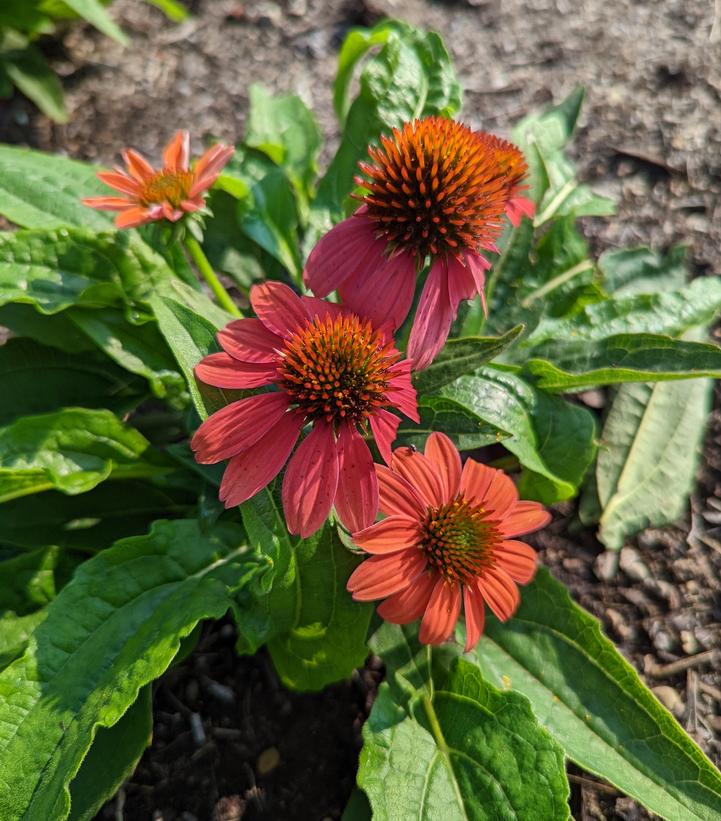 Echinacea Artisan™ Red Ombre