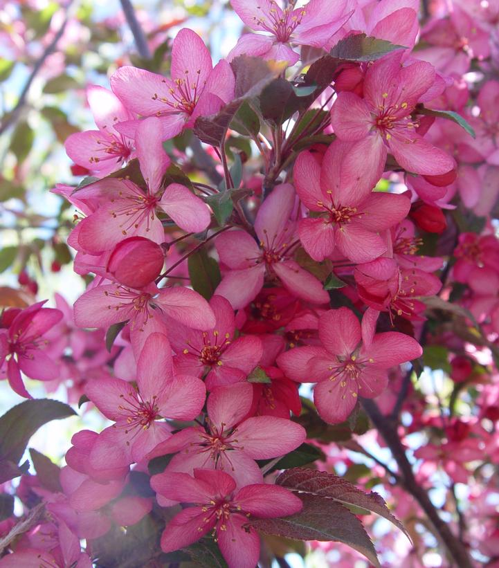 Malus X Royal Raindrops®