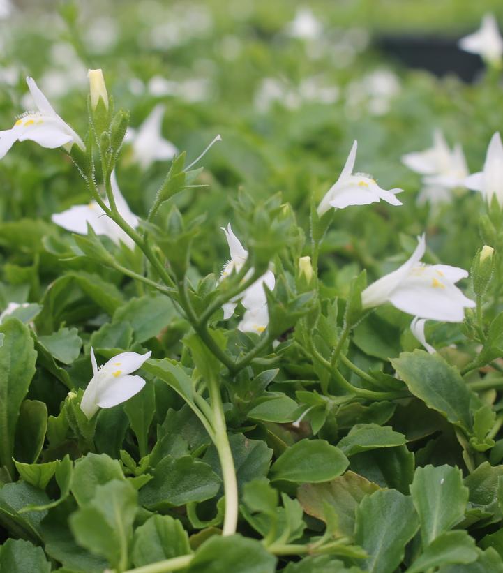 Mazus reptans Albus