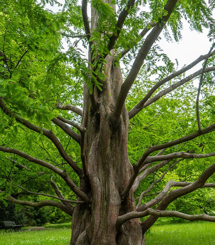 Metasequoia glyptostroboides 