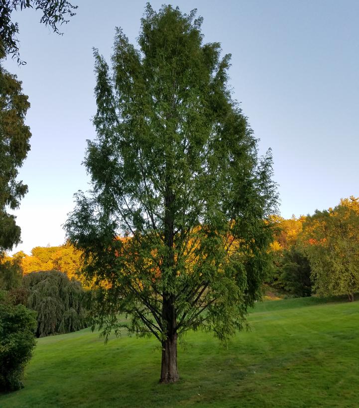 Metasequoia glyptostroboides 