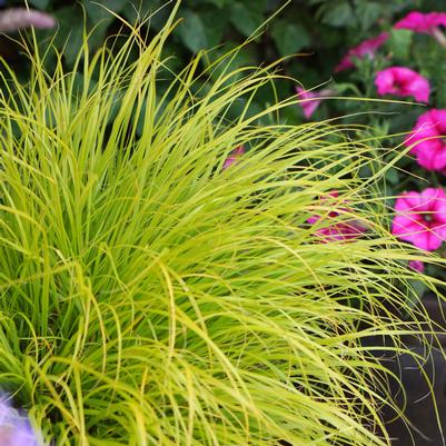 Pennisetum alopecuroides Lumen Gold™