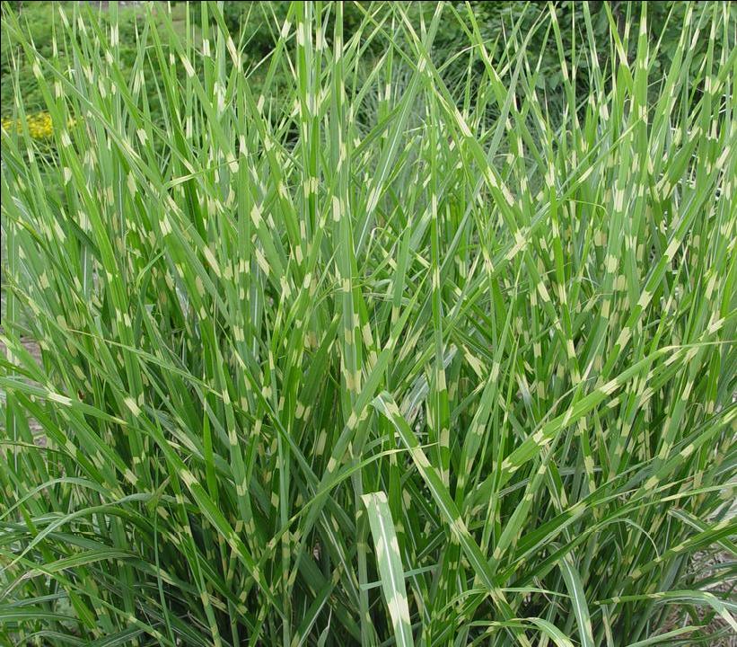 Miscanthus sinensis Strictus